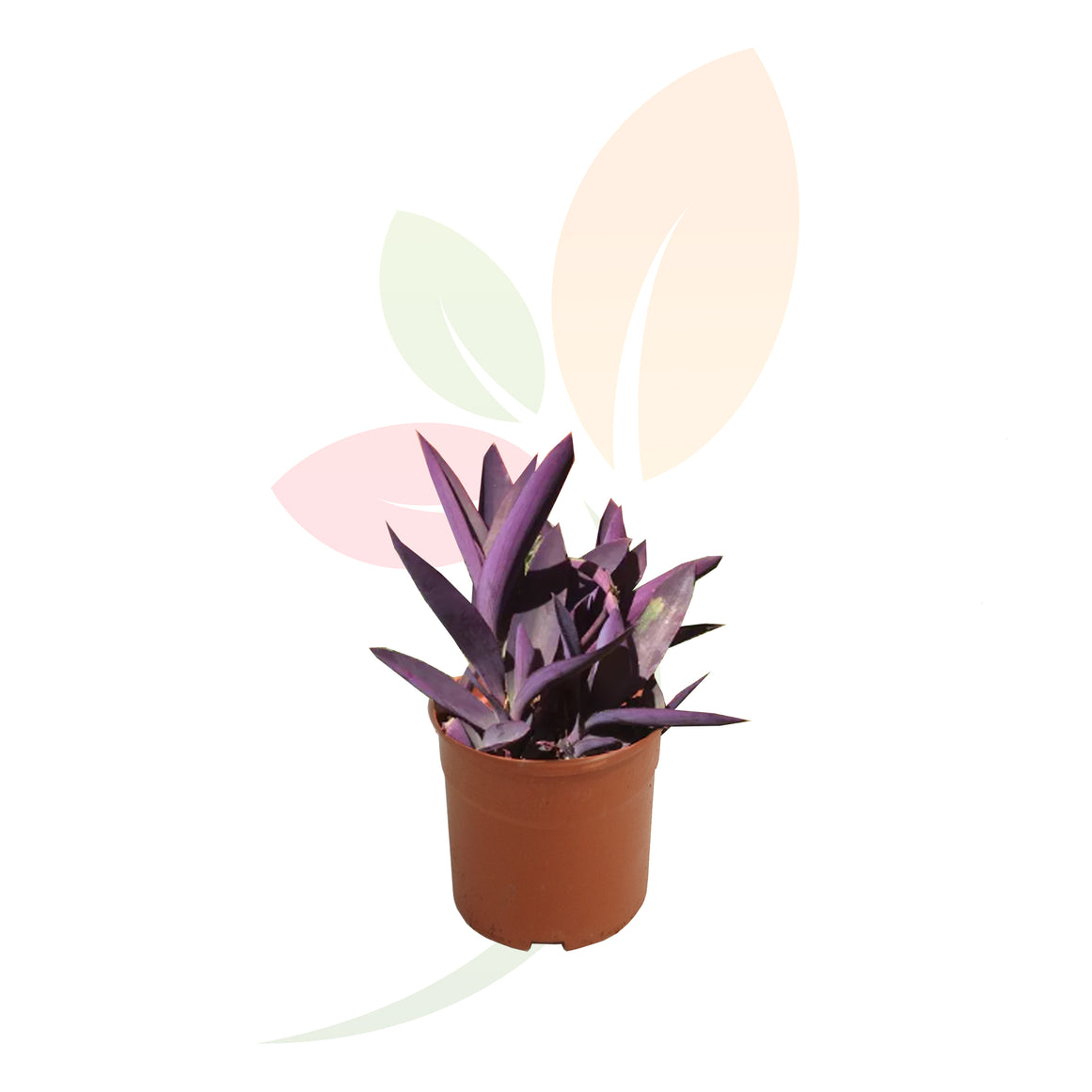 AMOR DE HOMBRE - TRADESCANTIA PURPUREA 30 CM ALTO