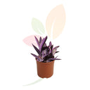AMOR DE HOMBRE - TRADESCANTIA PURPUREA 30 CM ALTO