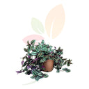 ZEBRINA PENDULA - TRADESCANTIA ZEBRINA 30 CM ALTO