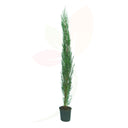 CIPRES SEMPERVIRENS 50/80 CM ALTO
