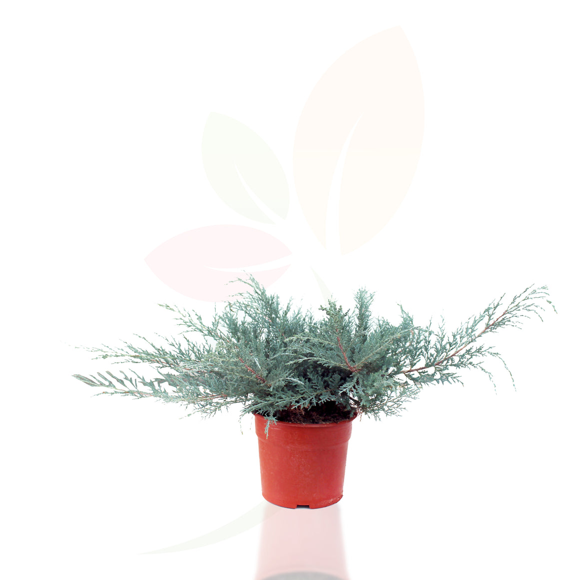 ENEBRO DE CHINA - JUNIPERUS PF.GLAUCA 30/40 CM ALTO