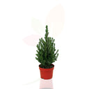 PICEA GLAUCA CONICA PIRAMIDAL 30/40 CM ALTO