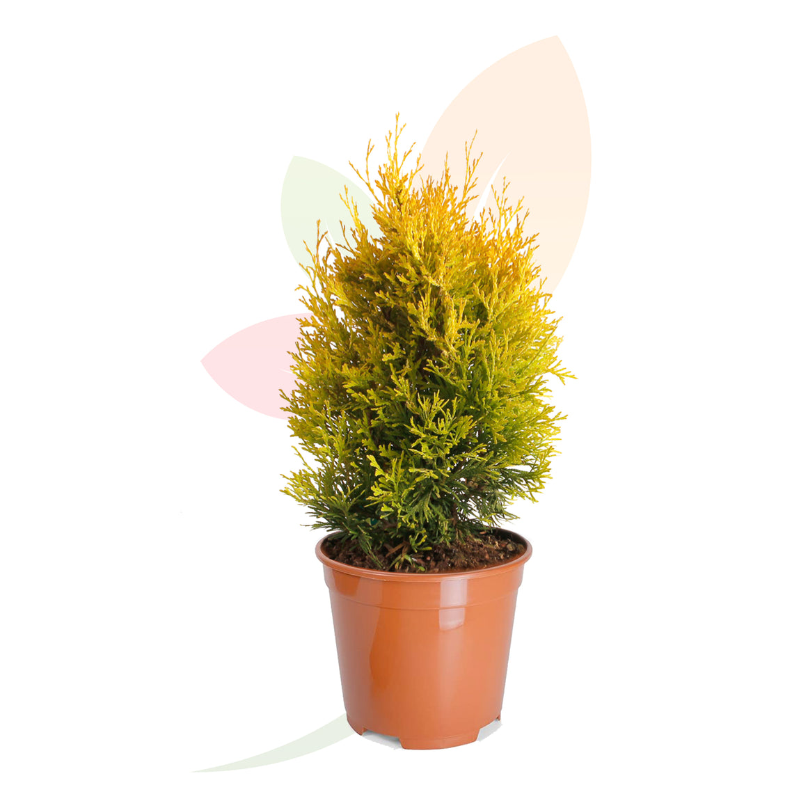 TUYA OCCIDENTAL RESISTENTE AL SOL 50/60 CM ALTO