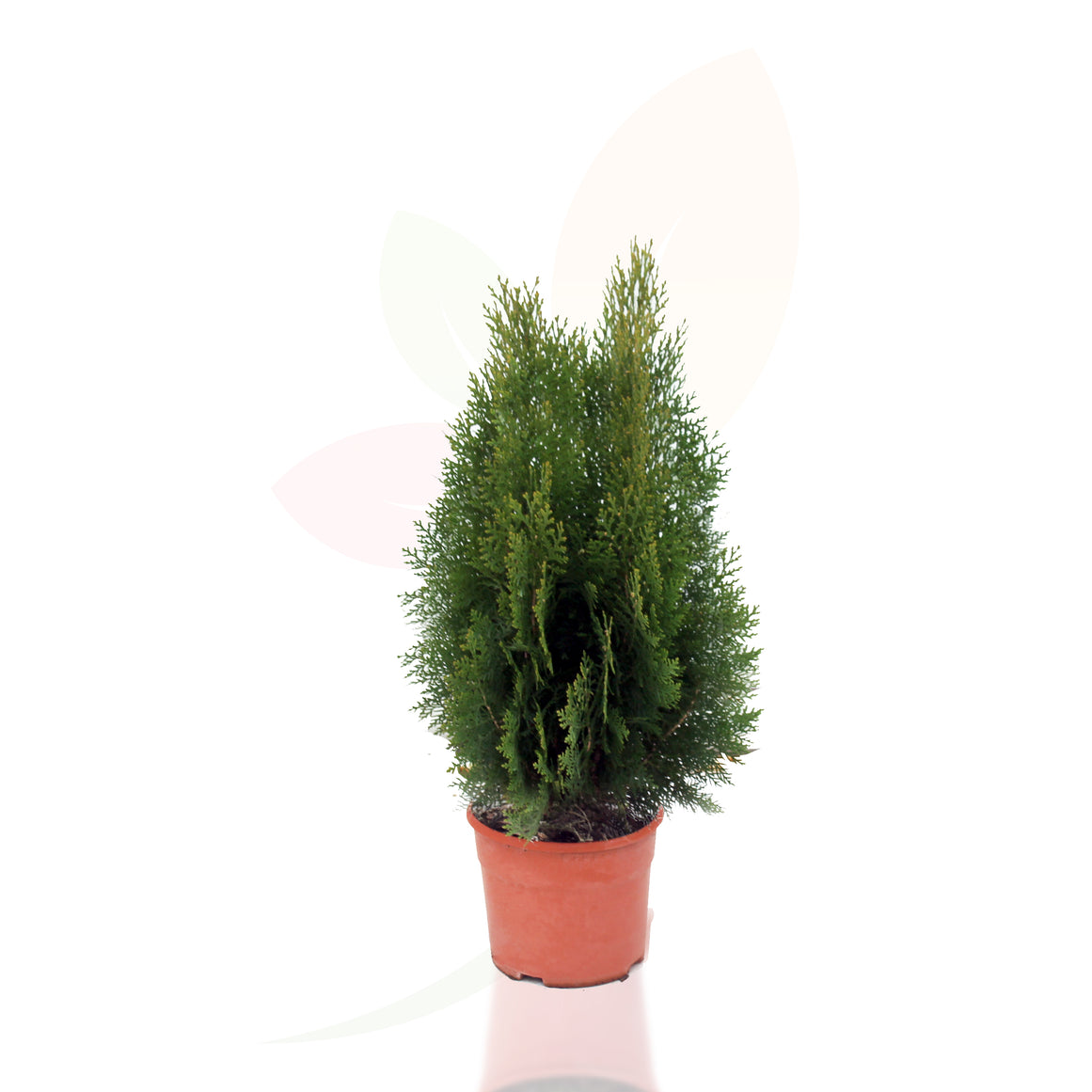 TUYA OCCIDENTAL ESMERALDA 50/70 CM ALTO