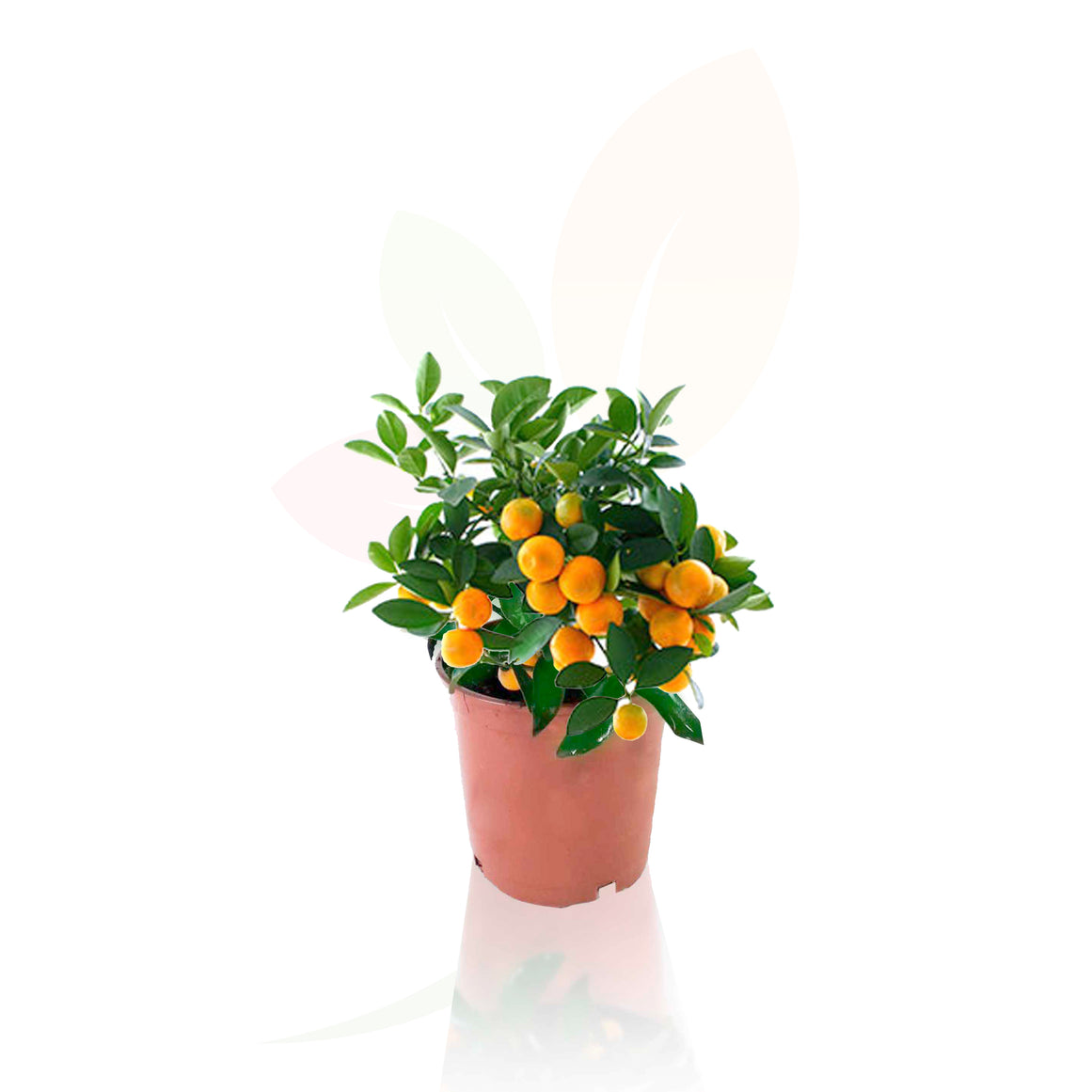 CALAMONCIN - CITRUS FORTUNELLA MITIS 40 CM ALTO