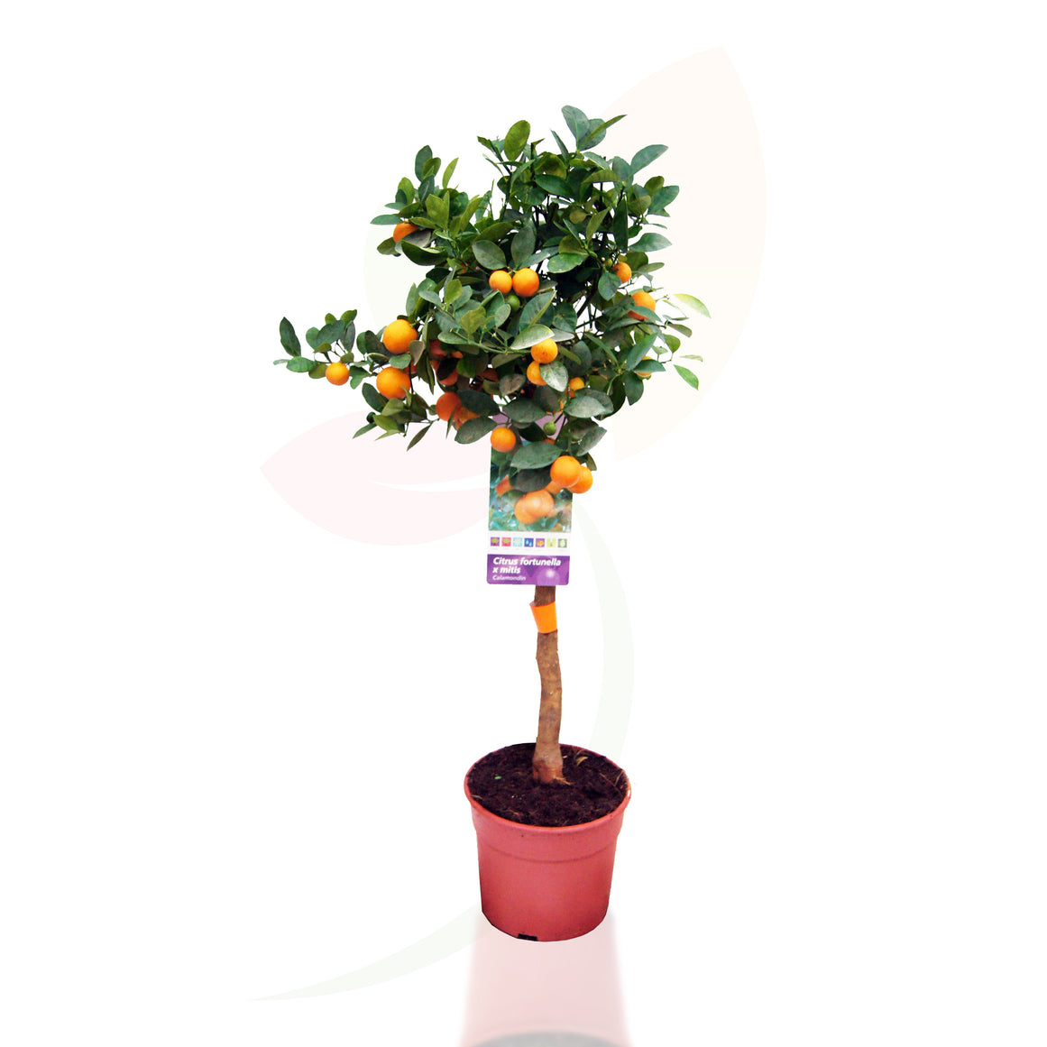 CALAMONCIN - CITRUS FORTUNELLA MITIS COPA 70/100 CM ALTO