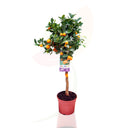 CALAMONCIN - CITRUS FORTUNELLA MITIS COPA 70/100 CM ALTO