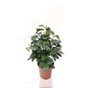 LIMA - COMBAVA CITRUS LATIFOLIA 30/40 CM ALTO