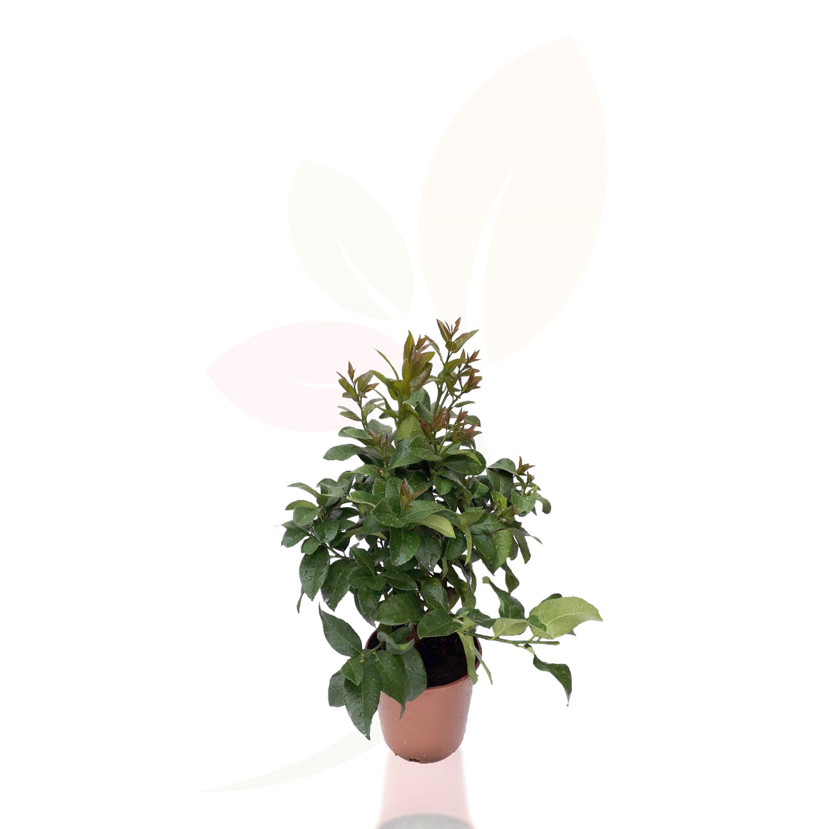 LIMONERO - CITRUS LEMON 30/40 CM ALTO