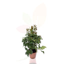 LIMONERO - CITRUS LEMON 30/40 CM ALTO