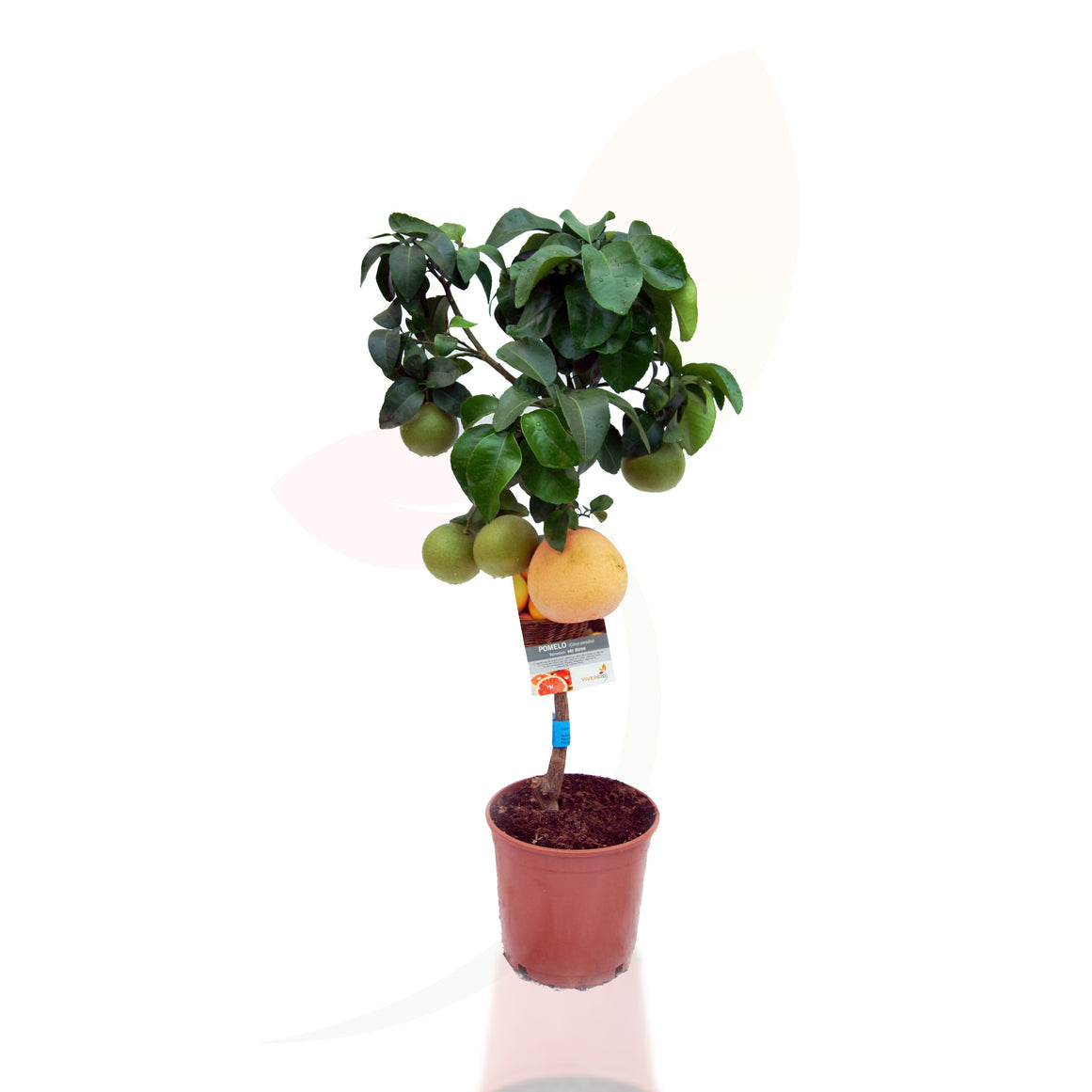 POMELO - CITRUS PARADISI COPA 80/100 CM ALTO