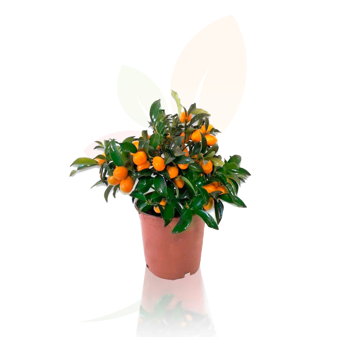 KUMQUAT - CITRUS FORTUNELLA MARGARITA 30/40 CM ALTO