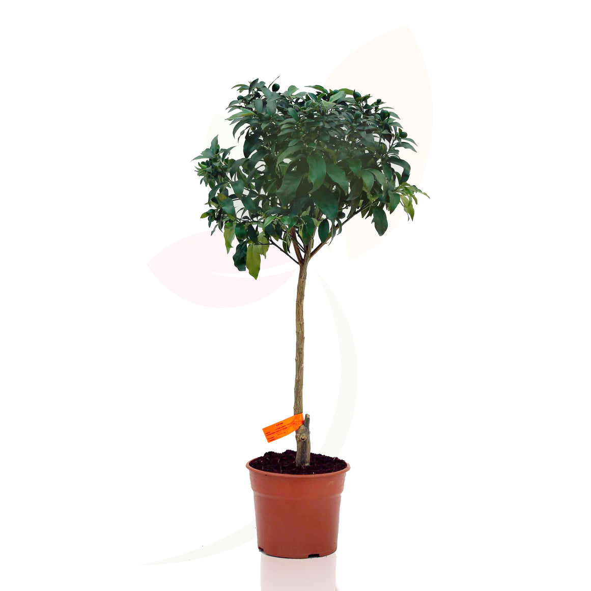 KUMQUAT - CITRUS FORTUNELLA MARGARITA COPA 70/100 CM ALTO