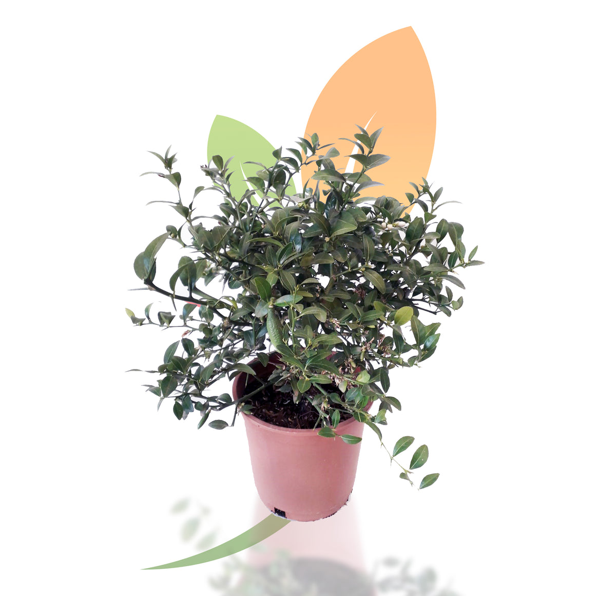 CAVIAR CITRICO - MICROCITRUS AUSTRALASICA 30/40 CM ALTO