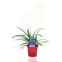 LIRIO AFRICANO AZUL - AGAPANTHUS 30/40 CM ALTO