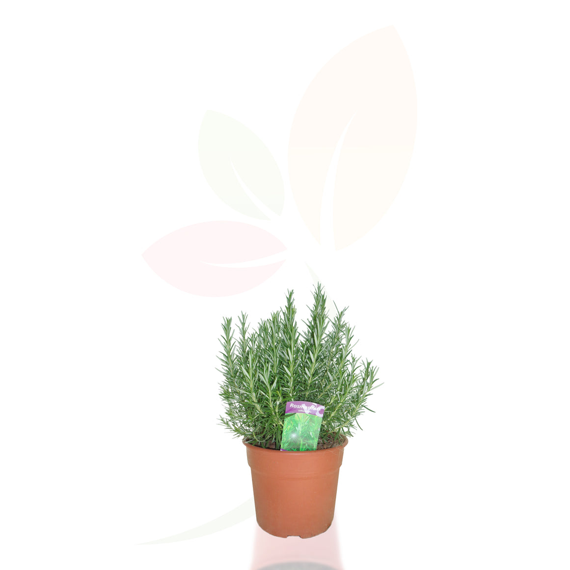 ROMERO - ROSMARINUS OFFICINALIS 30/50 CM ALTO