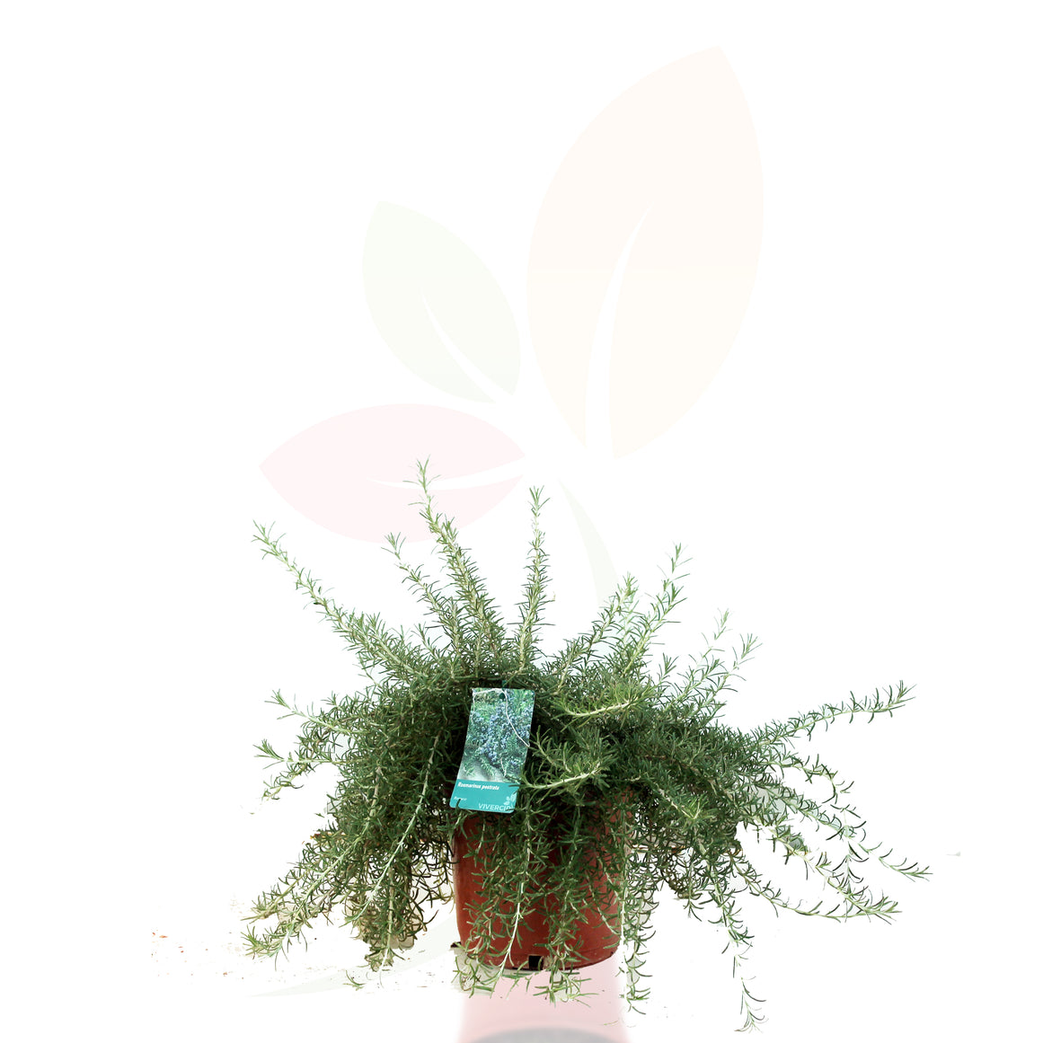 ROMERO RASTRERO - ROSMARINUS POSTRATA 20/30 CM ALTO