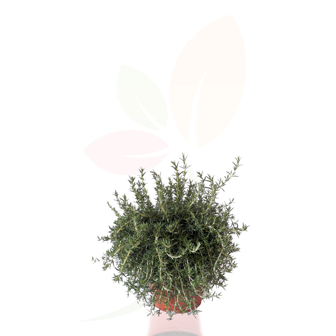 ROMERO REPENS - ROSMARINUS REPENS 20/30 CM ALTO