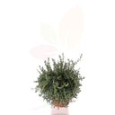 ROMERO REPENS - ROSMARINUS REPENS 20/30 CM ALTO