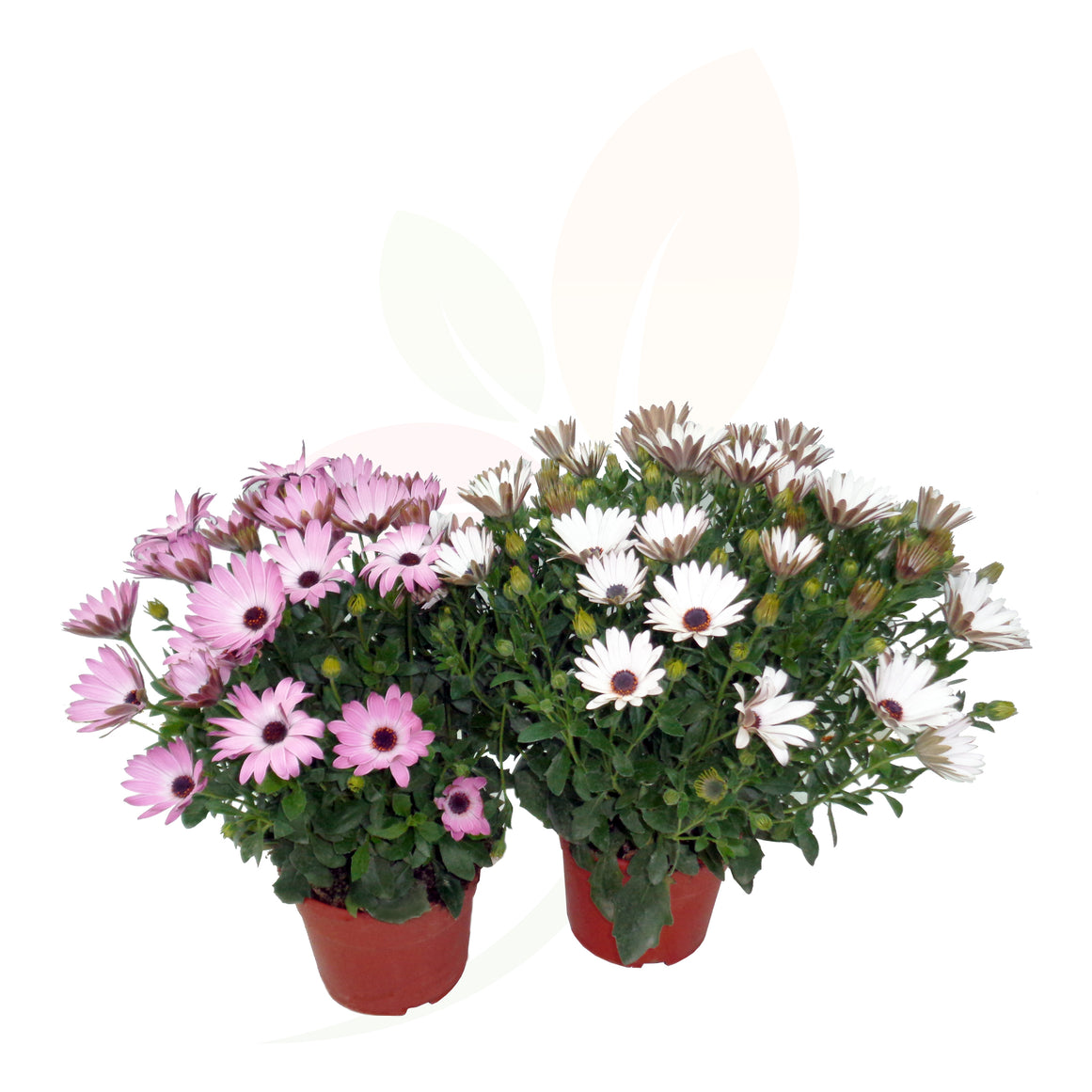 MARGARITA DEL CABO - DIMORPHOTECA 30/40 CM ALTO 