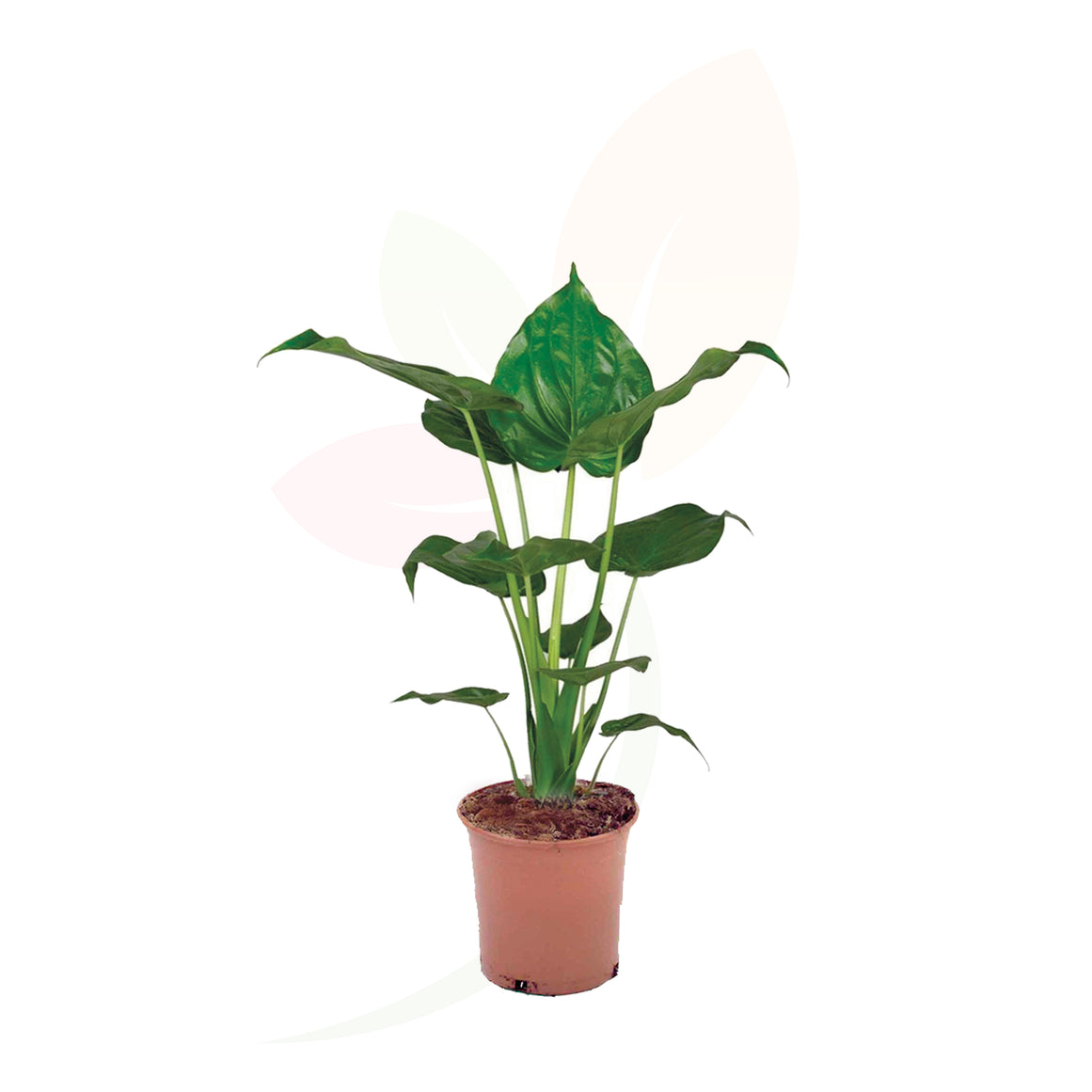 OREJA DE ELEFANTE - ALOCASIA CUCULLATA 80/100 CM ALTO