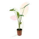 OREJA DE ELEFANTE - ALOCASIA ZEBRINA 50/60 CM ALTO