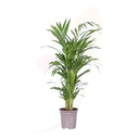 PALMA DE FRUTOS DE ORO - ARECA LUTECENS 70/100 CM ALT