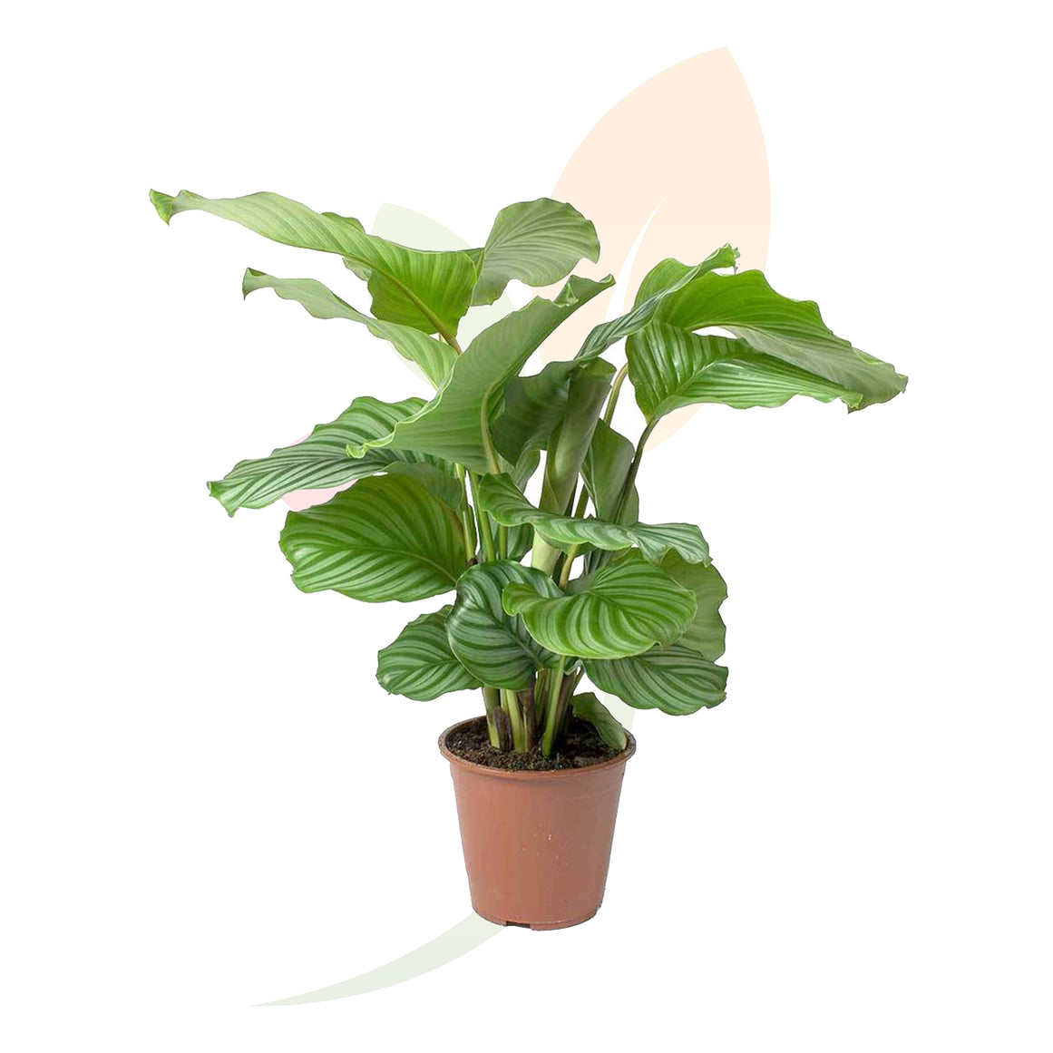 CALATEA ORBIFOLIA 40/60 CM ALTO