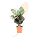 CALATEA ORNATA 40/60 CM ALTO