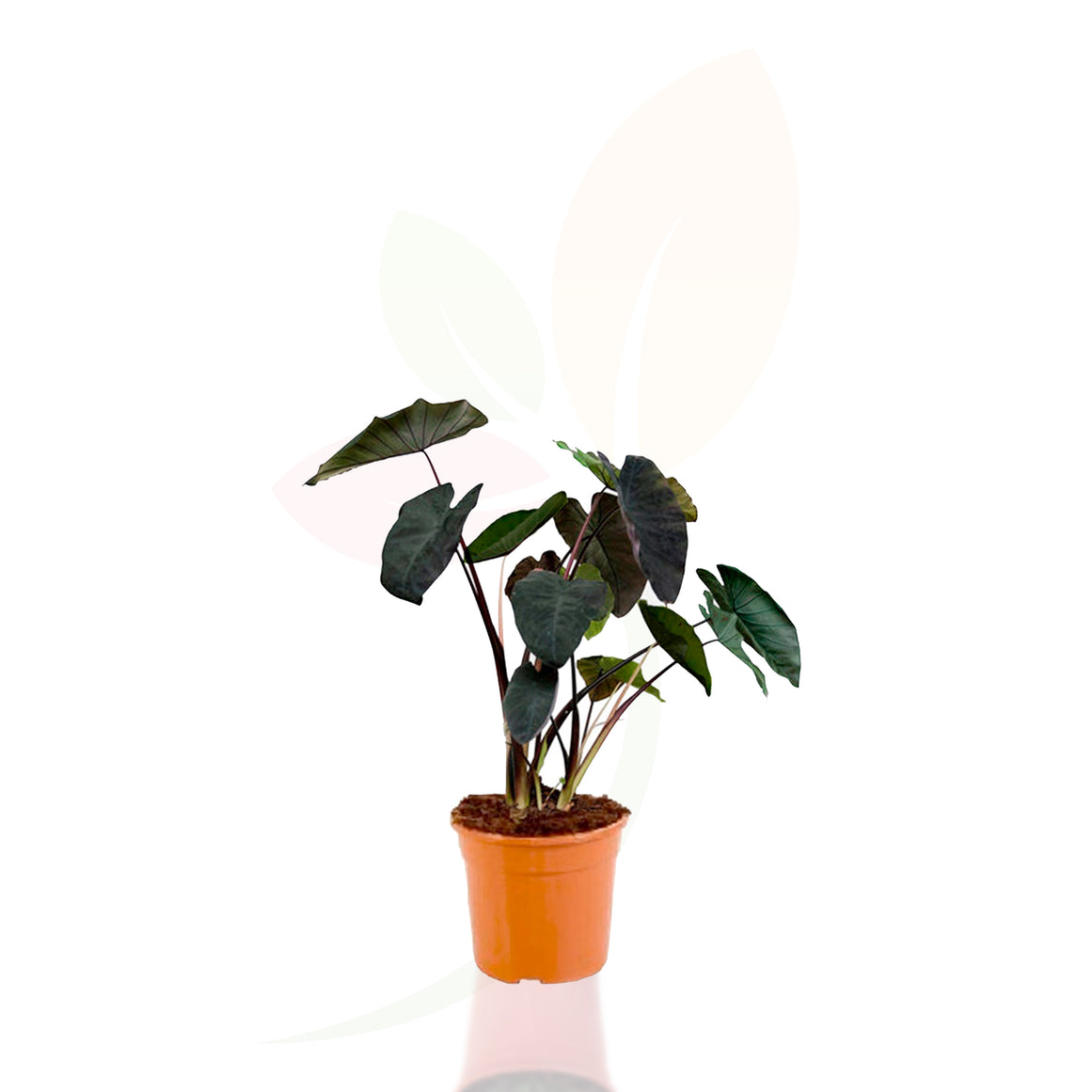 TARO - COLOCASIA ROYAL HAWAIAN 70/90 CM ALTO