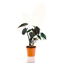TARO - COLOCASIA ROYAL HAWAIAN 70/90 CM ALTO