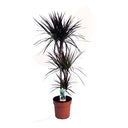 CORDYLINE MAGENTA 110 CM ALTO