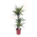 DRACENA LEMON LIME 110 CM ALTO