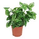 MONSTERA OBLIQUA MONKEY