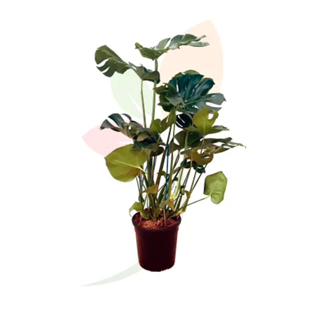 Monstera deliciosa 80/90 cm alto