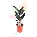 FICUS ABIDJAN 50/60 CM ALTO 