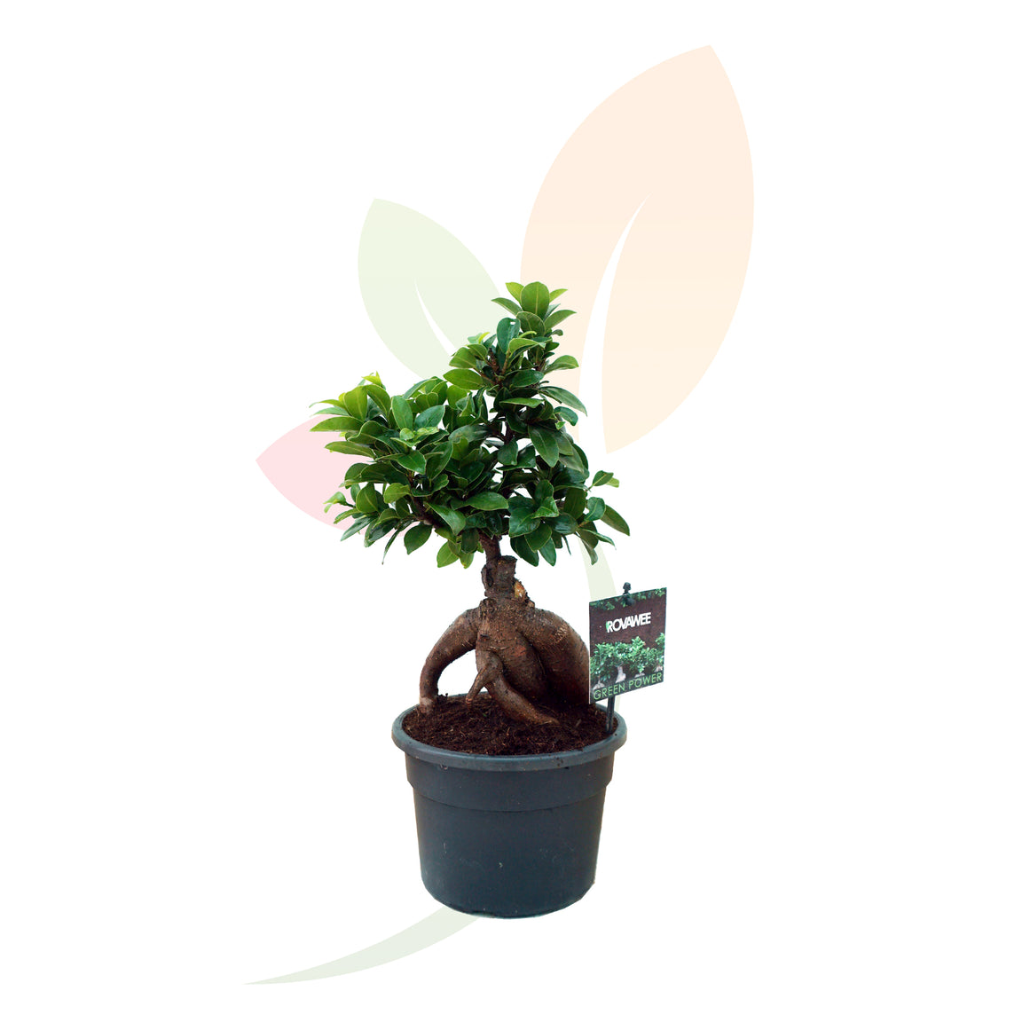BONSAI FICUS GINSENG 50/60 CM ALTO