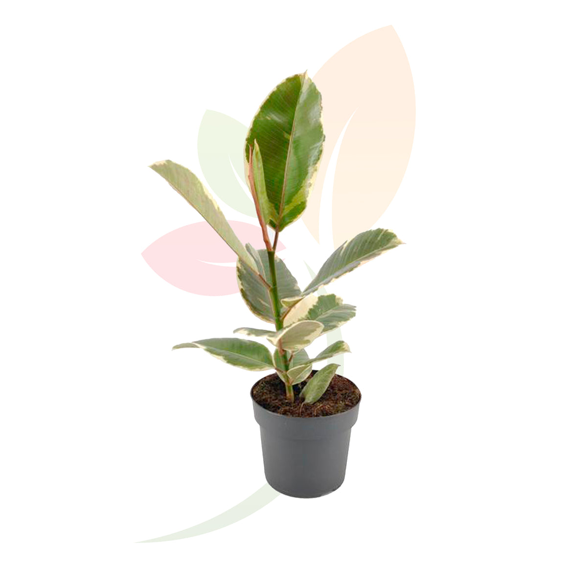 FICUS TENEKE 50/60 CM ALTO