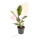 FICUS TENEKE 50/60 CM ALTO