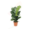 FICUS LYRATA 70/90 CM ALTO