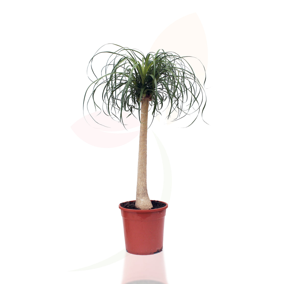 NOLINA BEUCARNEA 60/80 CM ALTO