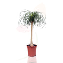 NOLINA BEUCARNEA 60/80 CM ALTO