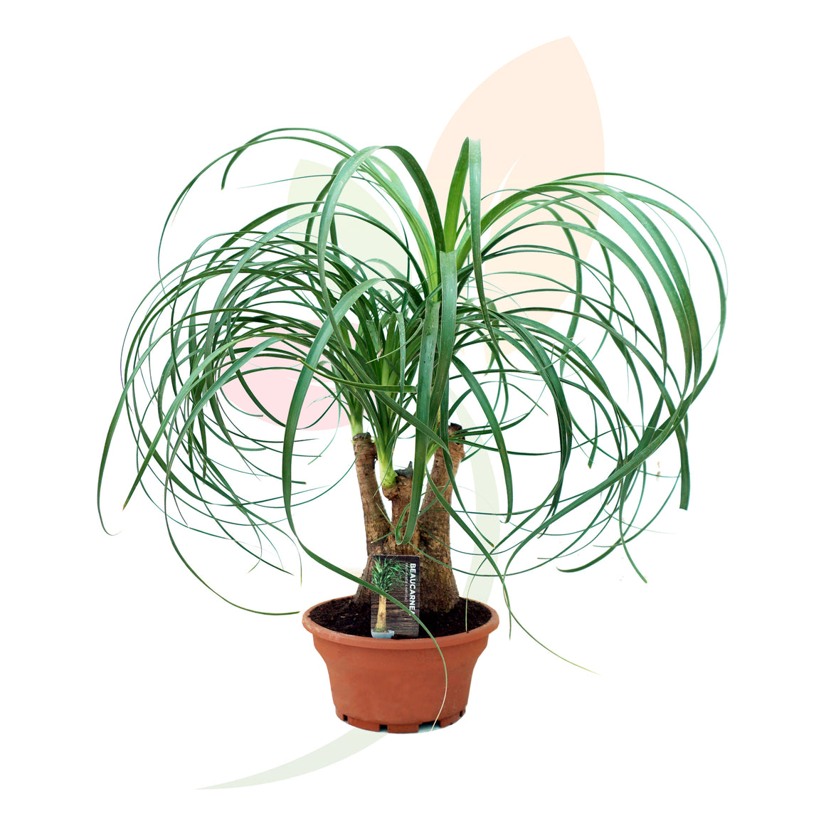 NOLINA BEUCARNEA 50/60 CM ALTO