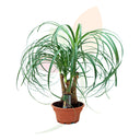 NOLINA BEUCARNEA 50/60 CM ALTO