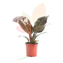 FILODENDRO IMPERIAL RED 60/70 CM ALTO