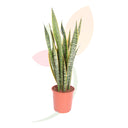 SANSEVIERA LAURENTTI 70/80 CM ALTO
