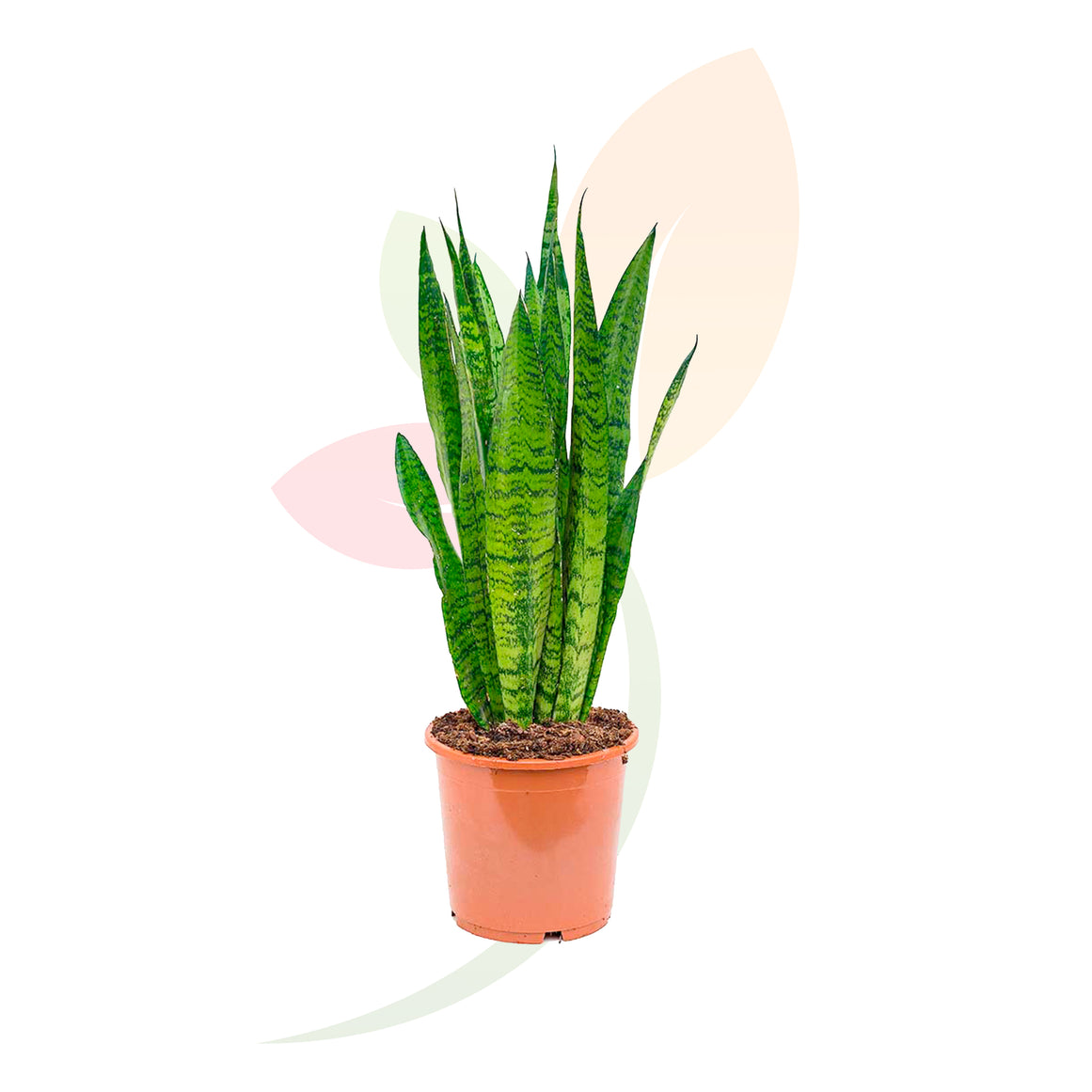 SANSEVIERA ZEYLANICA 70/80 CM ALTO