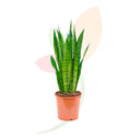 SANSEVIERA ZEYLANICA 70/80 CM ALTO