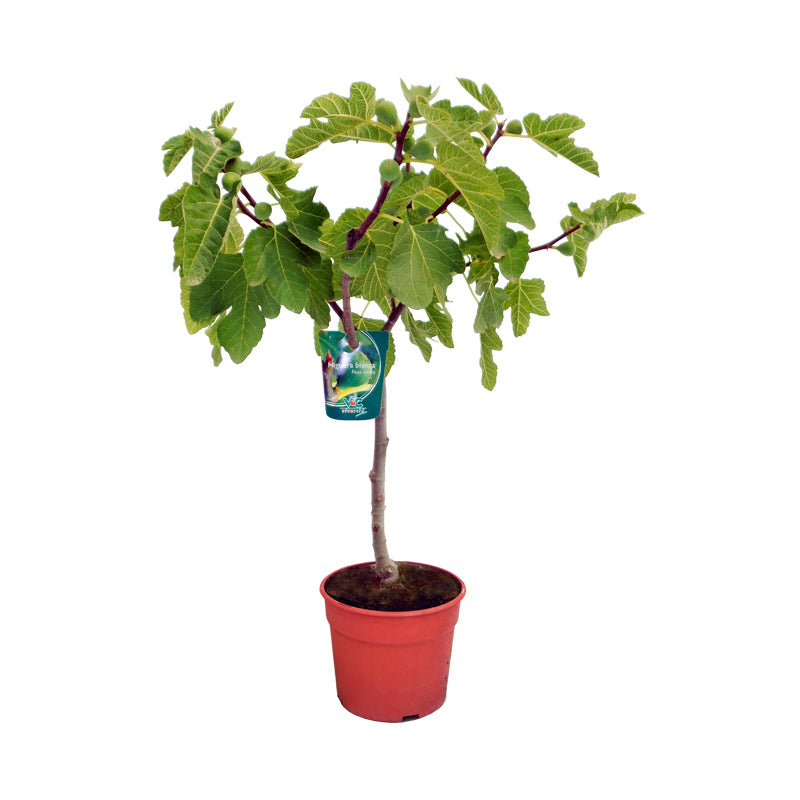 HIGUERA - FICUS CARICA 40/70 CM ALTO