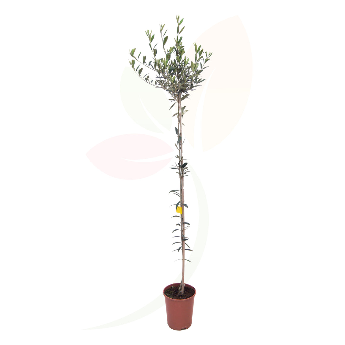 OLIVO - OLEA EUROPEA 70/90 CM ALTO